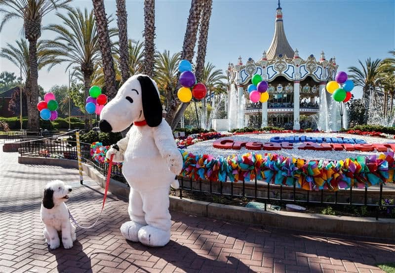Bayley the Sheepadoodle Celebrates Snoopy's Birthday